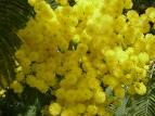Regala Una Mimosa 