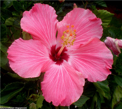 Hibiscus Flower