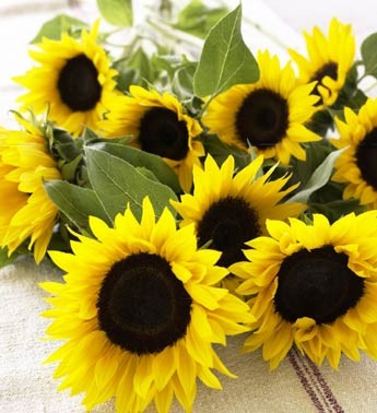 fresh sun flower  