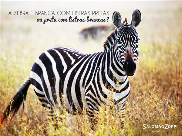 Zebra