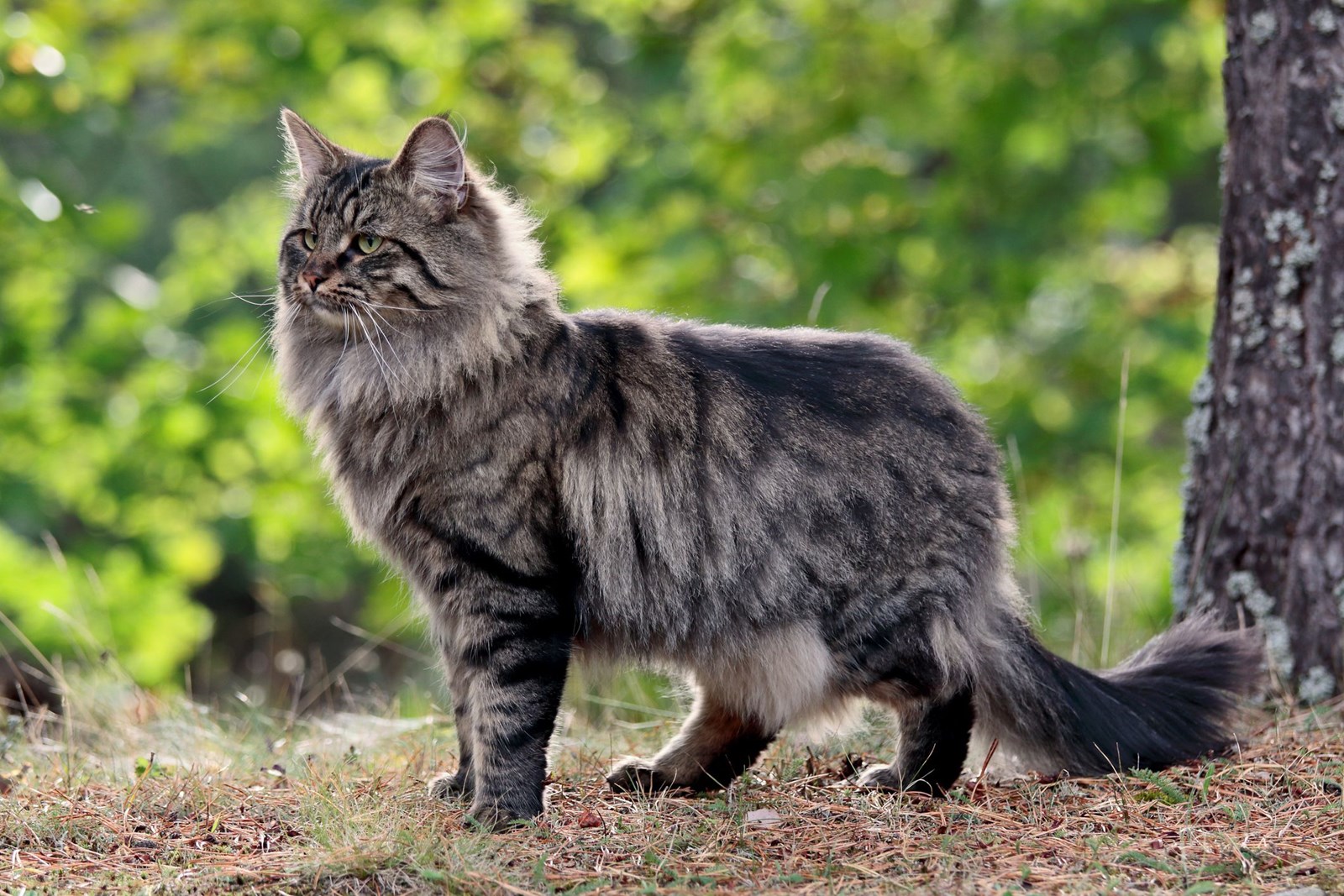 Ton Prénom De Chat Dans Lldt Serait Plutôt...