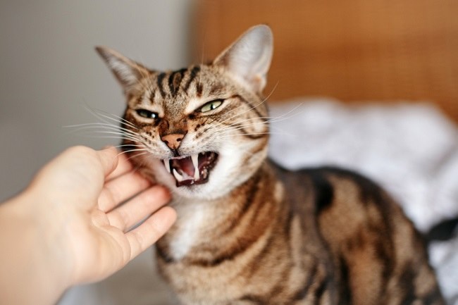Hewan kucing