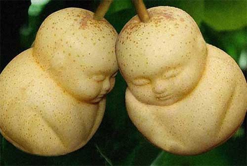 Buah termahal
