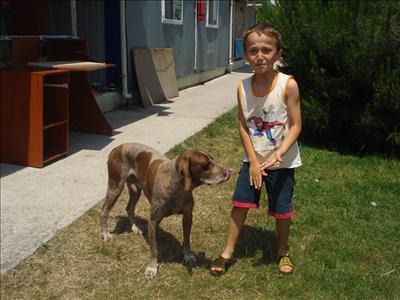 Mrb Ölen Köpeğim