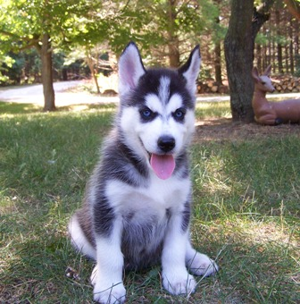 husky