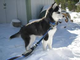 husky