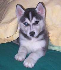 husky