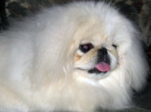 pekingese