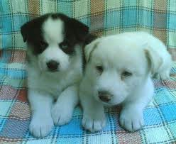 dogs