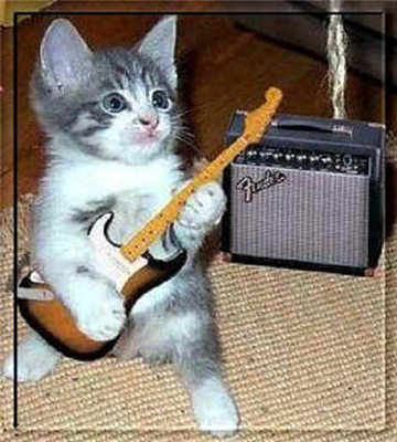 cat baby