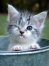  baby cat