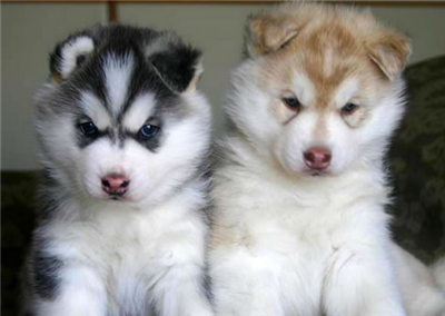husky