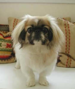 pekingese