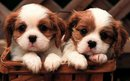 dogs