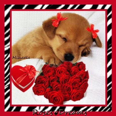 baby dog