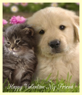 cat and dog