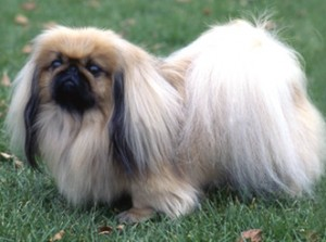 pekingese