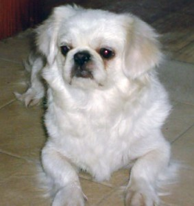 pekingese