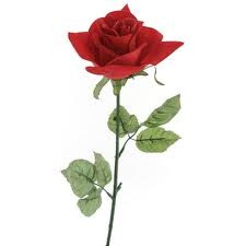 red rose