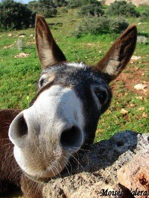 ¿Eres Inteligente O Un Asno?