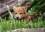 Baby Animal