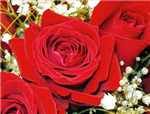 Love Marrige Offer