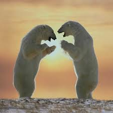 Bear Love