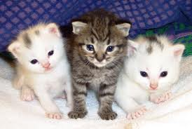 3 Muskacats
