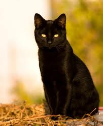 Pretty Kitty