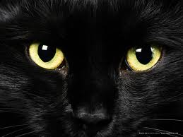 Cat Eyes