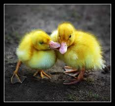Chick Love
