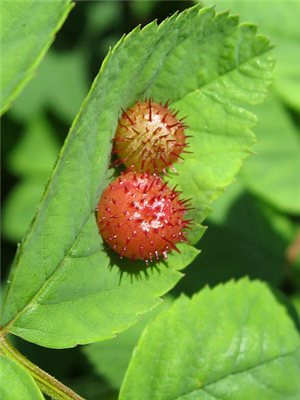 evolve berry
