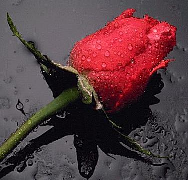 rose day