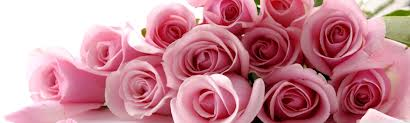 pink roses