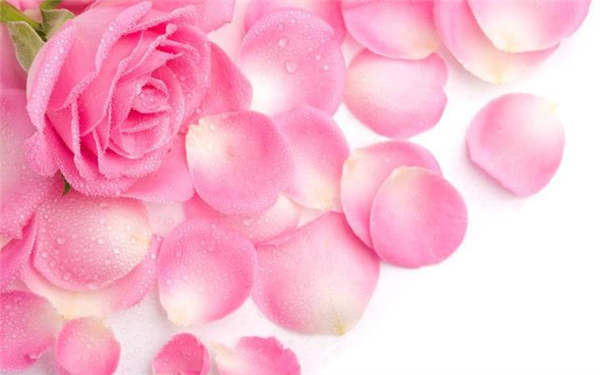 cute pink rose
