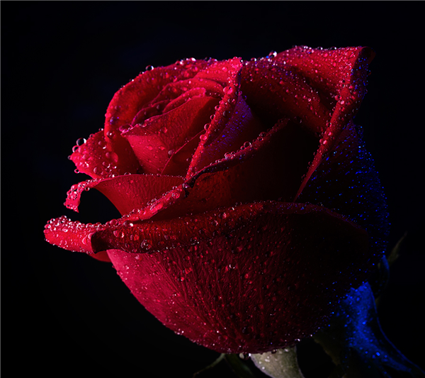 red rose