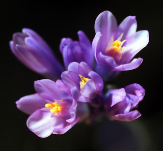 Flower Bunch