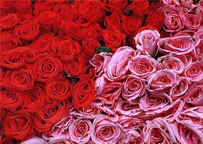 Roses