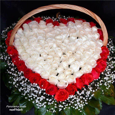 Sweet Rose Flowers