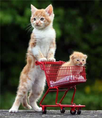 Cute Cats