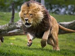 Que Animal Eres? 