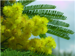 Festa Della Donna