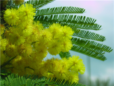 Mimosa