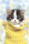 Puppys And Kittens!