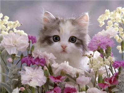 Güzel Günler......./\\_¸_/\\..ღ..ღ..ღ..ღ..ღ ......(=•_•= )..ღ.✿.ღ.✿.ღ✿..ღ✿..ღღ ....ღ♥*♥ღ.•*..ღ✿..ღ✿..ღ.✿.ღ✿..ღ ....(¯`•\\|/•´¯)..ღ✿..ღ.✿.ღ✿..ღ.✿.ღ