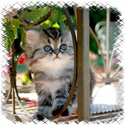 Mutluluk Bulaşıcı İse Herkese Bulaştırmak İstiyorum...:) ♥