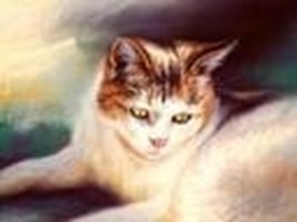 What Warrior Cat Are You -Update