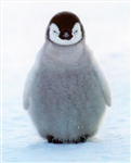 Cute Animals