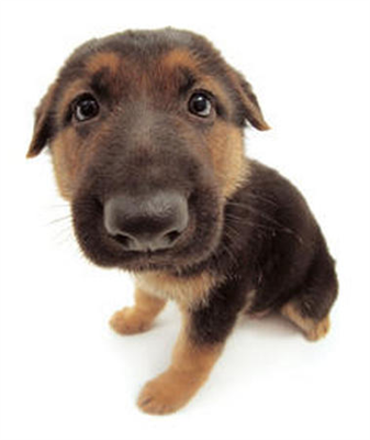 Piesek! :3