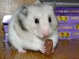 Raton  O Gato